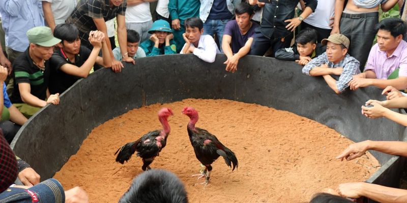 Hướng Dẫn Cách Chơi Đá Gà Cựa Sắt Casino Luôn Thắng 6 04/06/2026 Luật chơi chung của đá gà cựa sắt casino