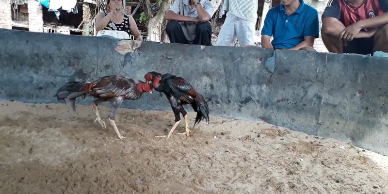 Hướng Dẫn Cách Chơi Đá Gà Cựa Sắt Casino Luôn Thắng 7 04/06/2026 Bỏ túi kinh nghiệm chơi đá gà cựa sắt casino