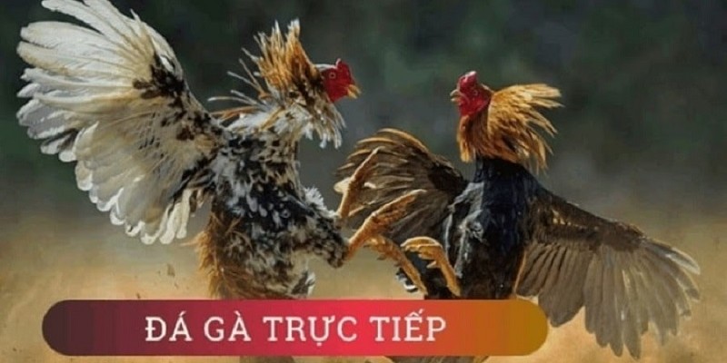 Đá gà cựa sắt Thomo 2022 và những điều có thể bạn chưa biết 7 04/06/2026 Đá gà cựa sắt Thomo được nhiều người yêu thích