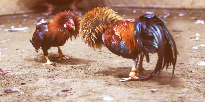 Lưu ý khi chơi đá gà trực tiếp Thomo ngày hôm nay