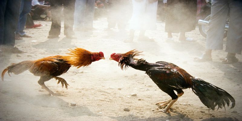 Cách Cá Cược Đá Gà Trực Tiếp Bên Thomo Online Luôn Thắng 7 04/06/2026 Chọn nhà cái uy tín để chơi