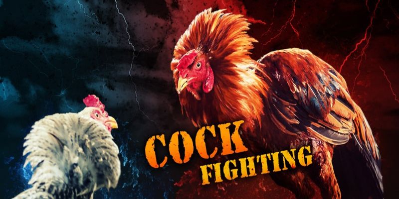 Cách Cá Cược Đá Gà Trực Tiếp Bên Thomo Online Luôn Thắng 8 04/06/2026 Nắm vững các loại kèo đá gà trực tiếp bên Thomo