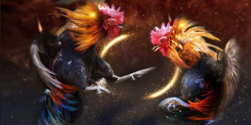 Hướng dẫn chơi đá gà trực tiếp casino