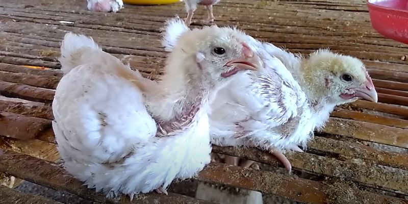 Vitamin A có vai trò gì đối với gà?