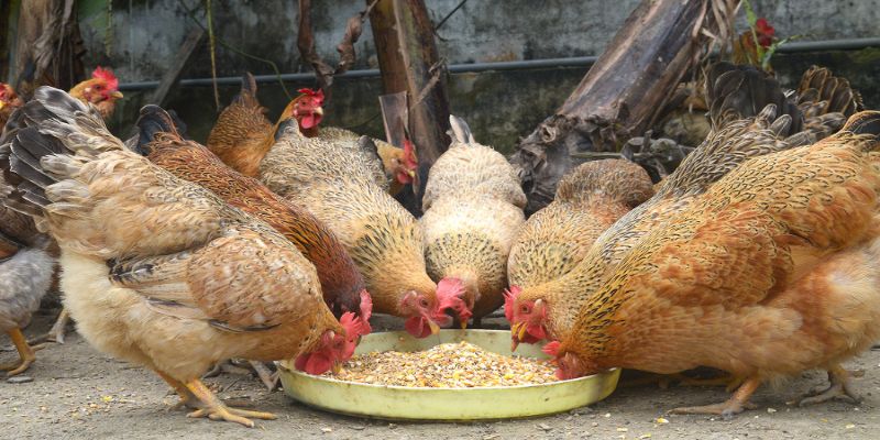 Những điều cần lưu ý khi bổ sung vitamin A cho gà