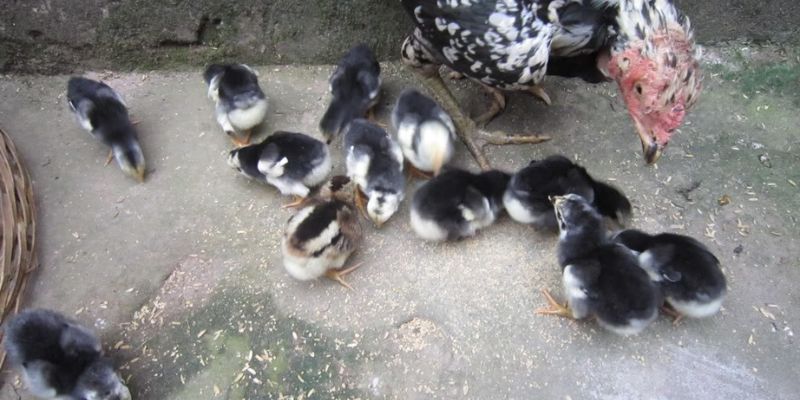 Giai đoạn nuôi gà chọi con ảnh hưởng rất nhiều đến chất lượng của chiến kê sau này