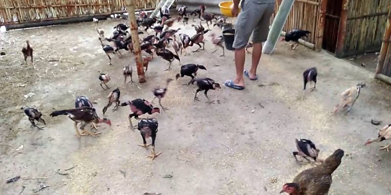 Tại sao phải chú ý đến giai đoạn nuôi gà chọi con?