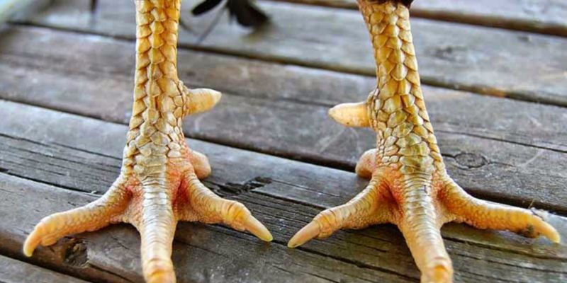 Hướng dẫn mua gà đá trên mạng bằng cách xem chân gà