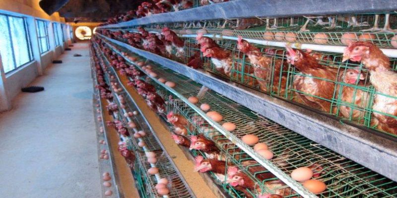 Kích gà đẻ nhiều trứng chính là kỹ thuật quan trọng để tăng năng suất trong chăn nuôi