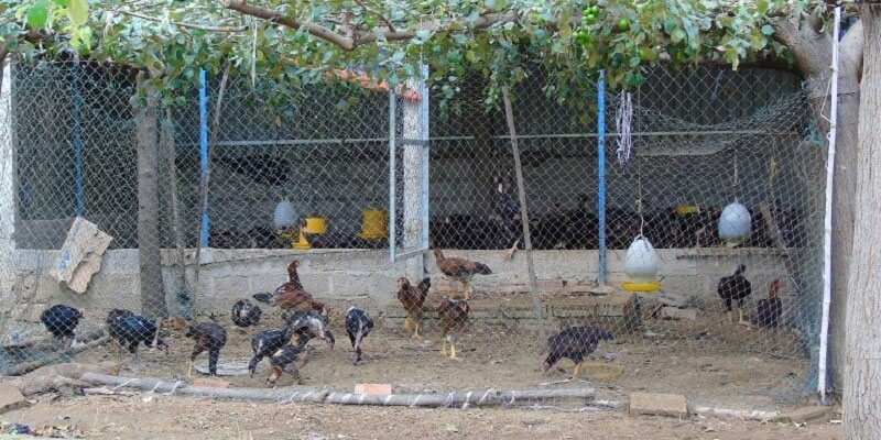 Kỹ thuật chăn nuôi gà tây lớn nhanh, khỏe mạnh 8 04/06/2026 Hướng chuồng nên làm khi nuôi gà Tây