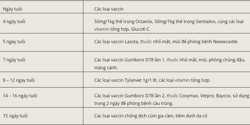 Kỹ thuật chăn nuôi gà tây lớn nhanh, khỏe mạnh 9 04/06/2026 Các loại vacxin dùng để tiêm phòng cho gà Tây