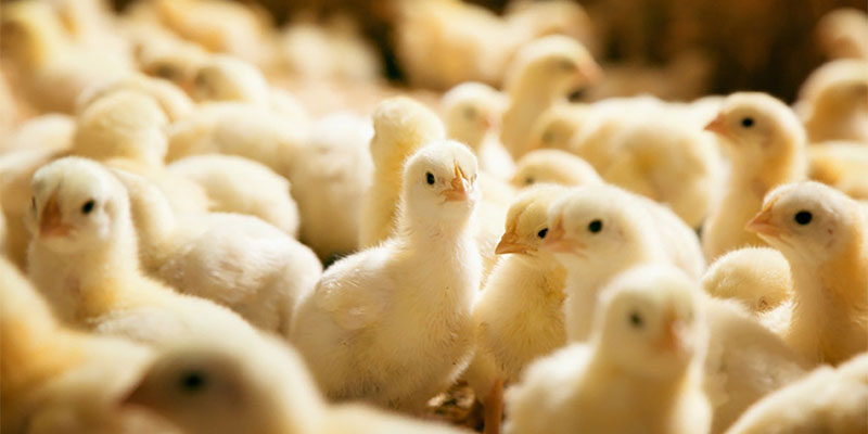 Kỹ thuật chăm sóc gà đông tảo