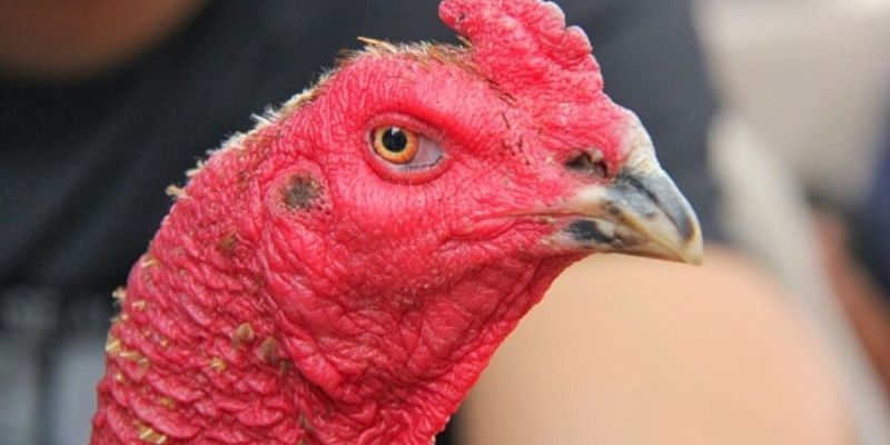 Mắt gà thể hiện những gì?