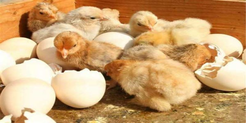 Chọn gà ri giống - Kỹ thuật nuôi và chăm sóc gà ri quan trọng