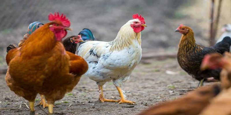 Cẩm Nang Cách Phòng Và Điều Trị Bệnh Marek Ở Gà Tốt Nhất 9 04/06/2026 Cách phòng và điều trị bệnh Marek ở gà