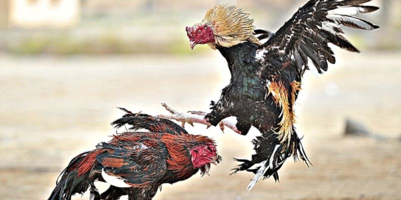 Tổng hợp những trận gà chọi hay nhất - Gà chọi đá nhau cực đã 