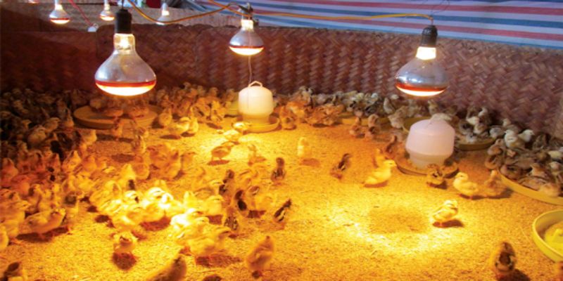 Chọn con giống để úm