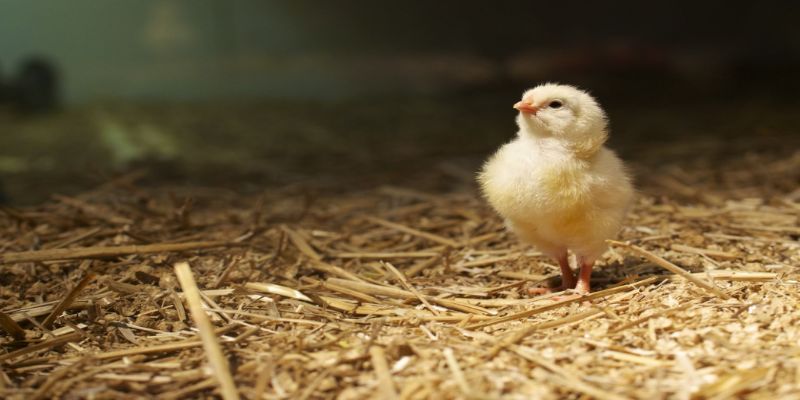 Kỹ thuật chăm sóc - Yếu tố quan trọng để úm gà con hiệu quả tại nhà