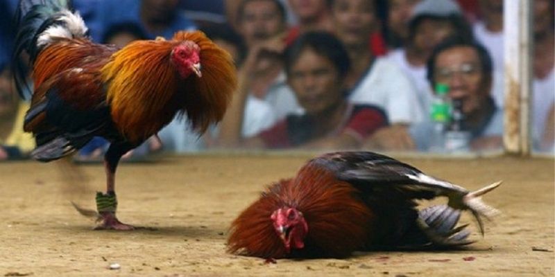 Những điều cần lưu ý khi chọn gà cựa sắt Campuchia 