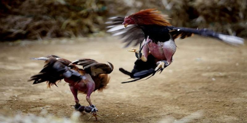 Luật chơi đá gà trực tiếp Thomo
