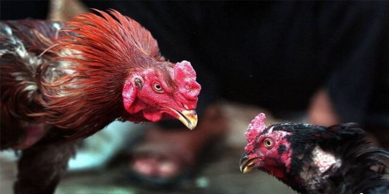 Tại sao nên xem đá gà trực tiếp Thomo tại DAGA88?