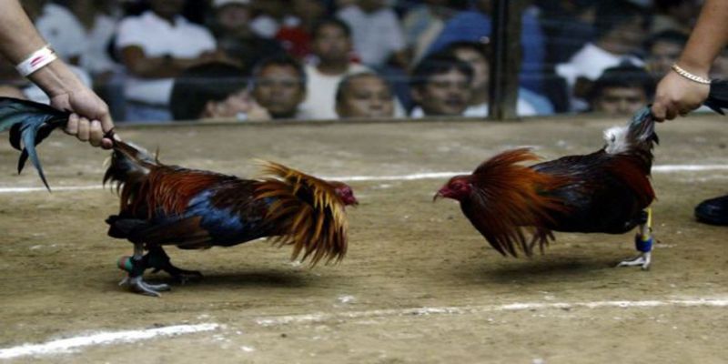 Luật chơi đá gà trực tiếp