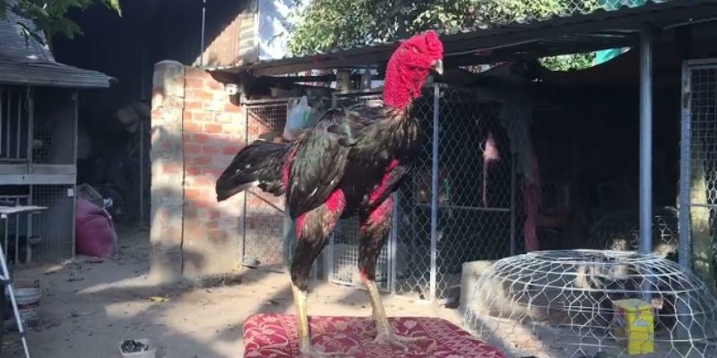 Cách xem ngày đá gà cựa sắt theo ngũ hành 