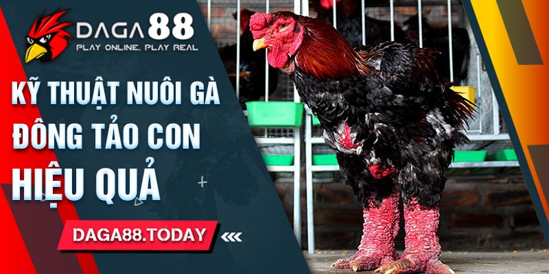Xem xét kỹ thuật nuôi gà đông tảo con hiệu quả nhất