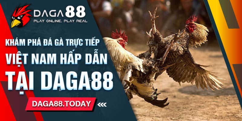 Khám Phá Đá Gà Trực Tiếp Việt Nam Hấp Dẫn Tại Daga88 7 04/06/2026 Khám Phá Đá Gà Trực Tiếp Việt Nam Hấp Dẫn Tại Daga88