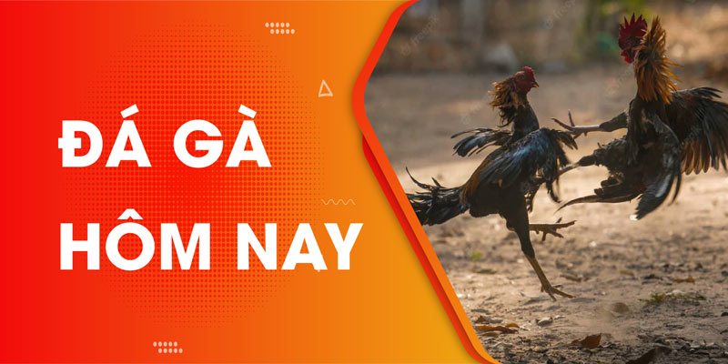 Trực tiếp đá gà hôm nay - Đấu trường đá gà 24/7