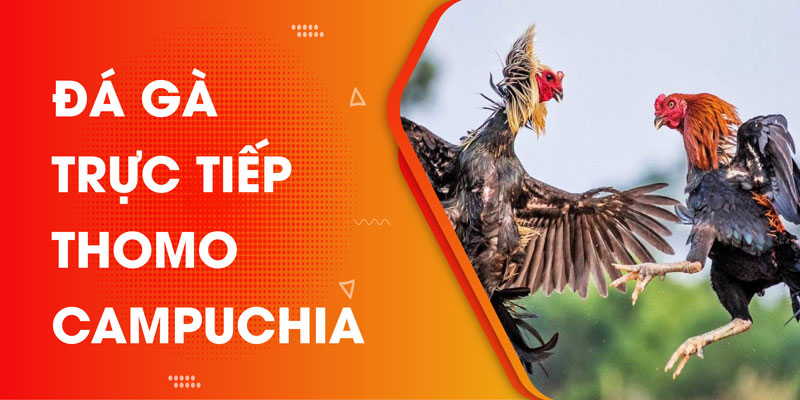 Xem đá gà trực tiếp thomo ngày hôm nay mọi lúc mọi nơi