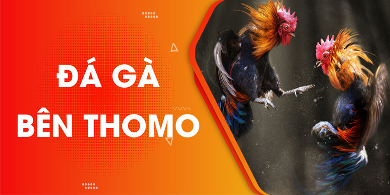 Đá gà bên thomo là gì? - Tìm hiểu tất cả các thông tin