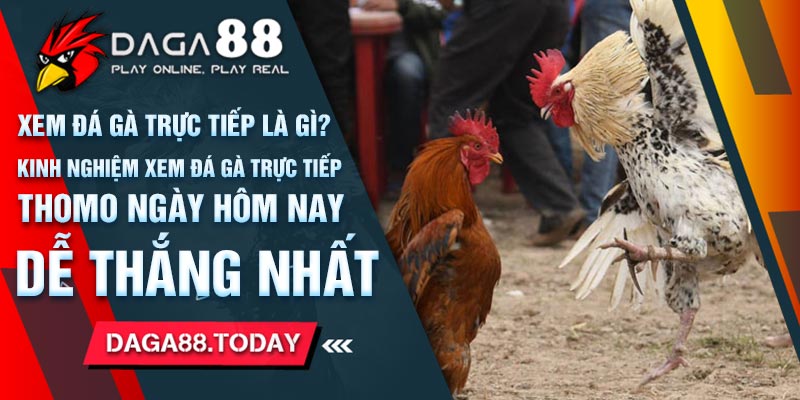 Kinh Nghiệm Xem Đá Gà Trực Tiếp Thomo Ngày Hôm Nay Dễ Thắng Nhất 8 04/06/2026 Xem Đá Gà Trực Tiếp Thomo Ngày Hôm Nay Dễ Thắng Nhất