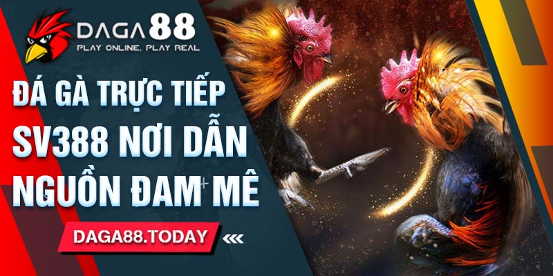 Đá Gà Trực Tiếp SV388 Nơi Dẫn Nguồn Đam Mê 4 04/06/2026 Đá Gà Trực Tiếp SV388 Nơi Dẫn Nguồn Đam Mê