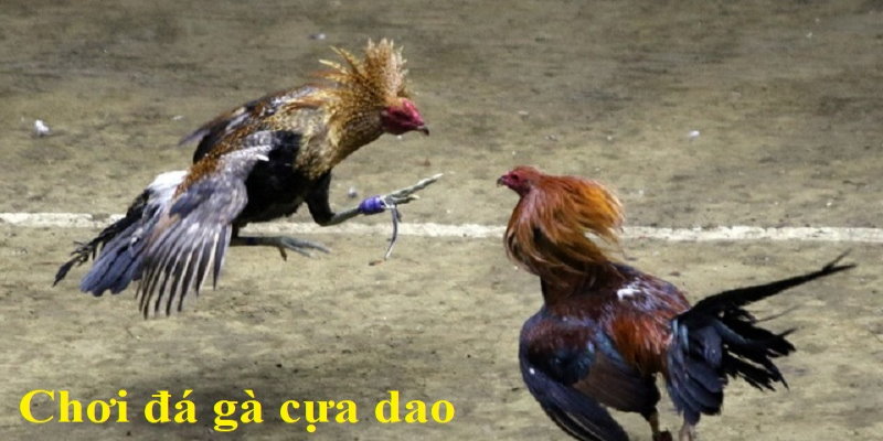 Chạng gà là một điểm cần lưu ý của anh em trước khi đặt cược