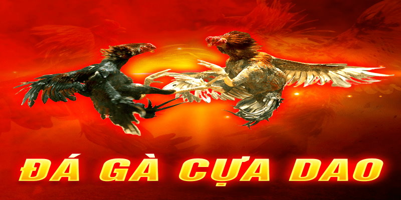 Đá gà cựa dao là một loại hình đá gà hấp dẫn khi trải nghiệm tại Daga88