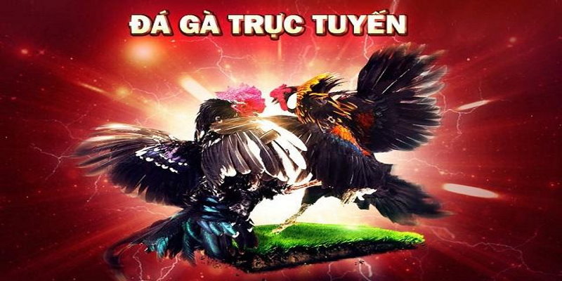 Đá gà trực tuyến thu hút đông đảo anh em kê thủ tham gia mỗi ngày