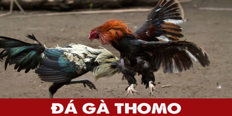 Kinh Nghiệm Xem Đá Gà Trực Tiếp Thomo Ngày Hôm Nay Dễ Thắng Nhất 5 04/06/2026 Xem đá gà trực tiếp thomo ngày hôm nay uy tín chất lượng tại Daga88