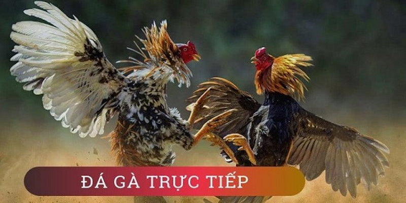 Kinh Nghiệm Xem Đá Gà Trực Tiếp Thomo Ngày Hôm Nay Dễ Thắng Nhất 6 04/06/2026 Đá gà trực tiếp thomo hấp dẫn theo từng giây phút
