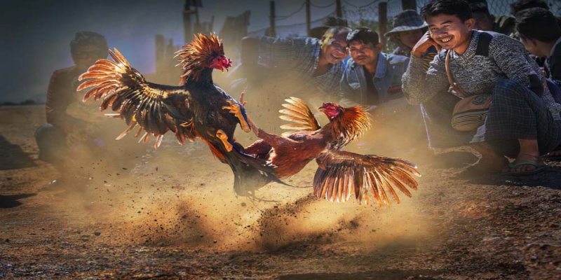 Kinh Nghiệm Xem Đá Gà Trực Tiếp Thomo Ngày Hôm Nay Dễ Thắng Nhất 7 04/06/2026 Đá gà thomo trực tuyến được rất nhiều anh em bet thủ ưa chuộng