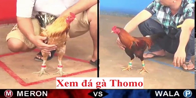 Các lưu ý khi tham gia đá gà thomo trực tiếp.