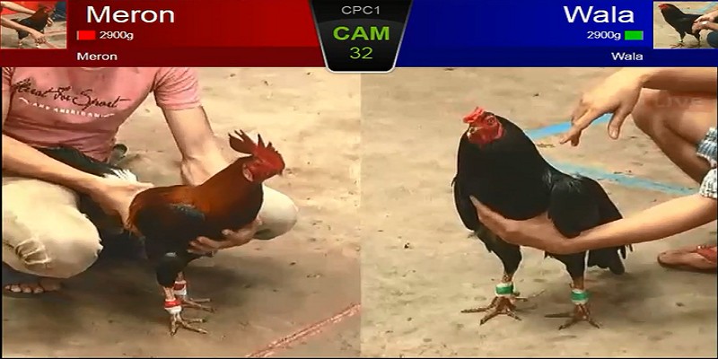 Đá gà thomo trực tiếp là gì?