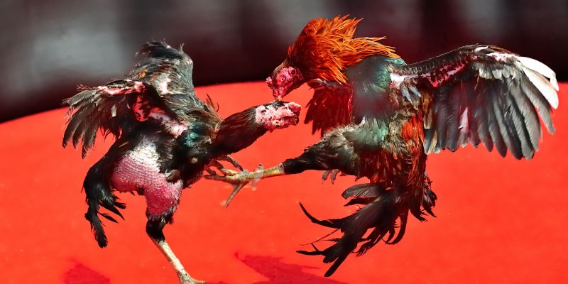 Luật chơi đá gà trực tiếp bên thomo như thế nào?