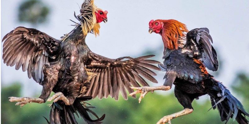 DAGA88 là một địa chỉ đá gà trực tiếp thomo campuchia uy tín nhất hiện nay