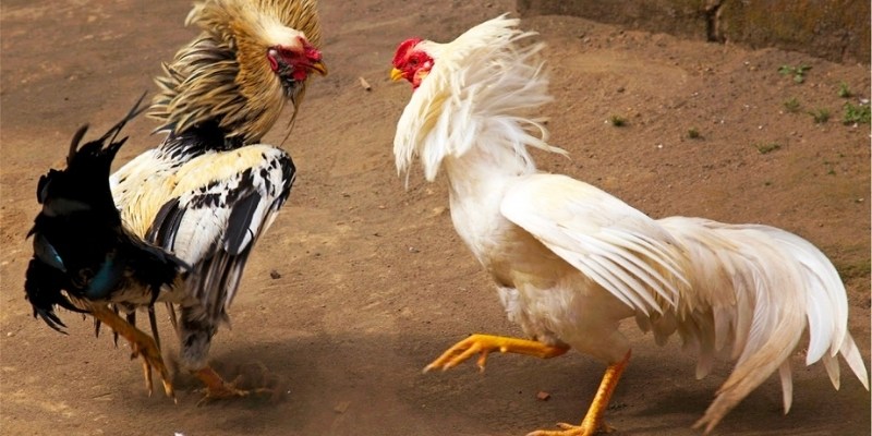 Bạn biết gì về hình thức trực tiếp đá gà thomo?