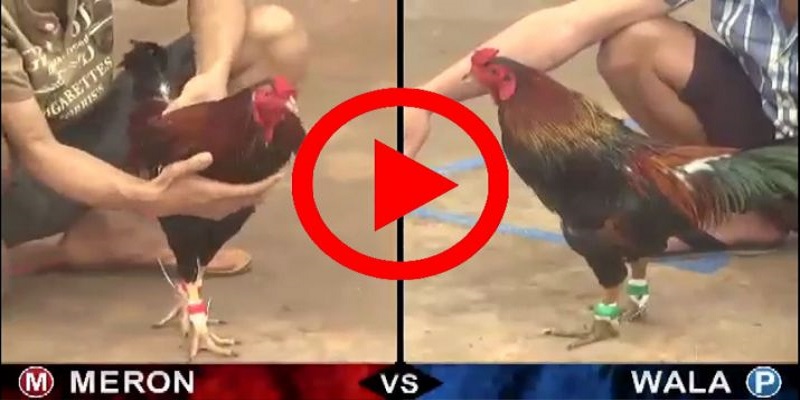 Trực tiếp đá gà thomo hôm nay trên Daga88 gồm những gì?
