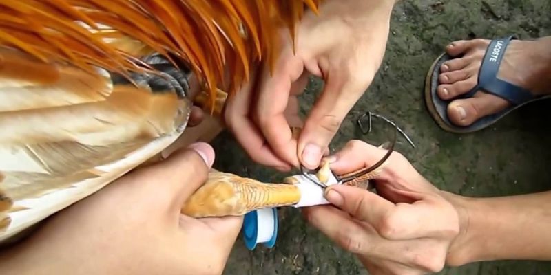 Lưu ý cần ghi nhớ khi hướng dẫn cách lên cựa gà tre