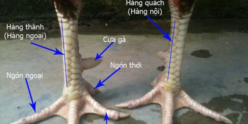 Top 6 Gà Chọi Hay Nhất Hiện Nay Mà Anh Em Nên Biết 5 04/06/2026 Tìm hiểu về gà chọi hay nhất hiện nay