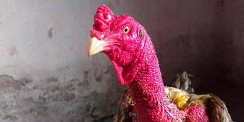 Top 6 Gà Chọi Hay Nhất Hiện Nay Mà Anh Em Nên Biết 6 04/06/2026 Gà chọi Xám Thần