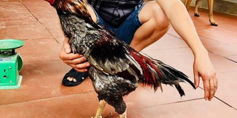 Top 6 Gà Chọi Hay Nhất Hiện Nay Mà Anh Em Nên Biết 7 04/06/2026 Gà chọi xám Messi - Giống gà chọi hay nhất hiện nay